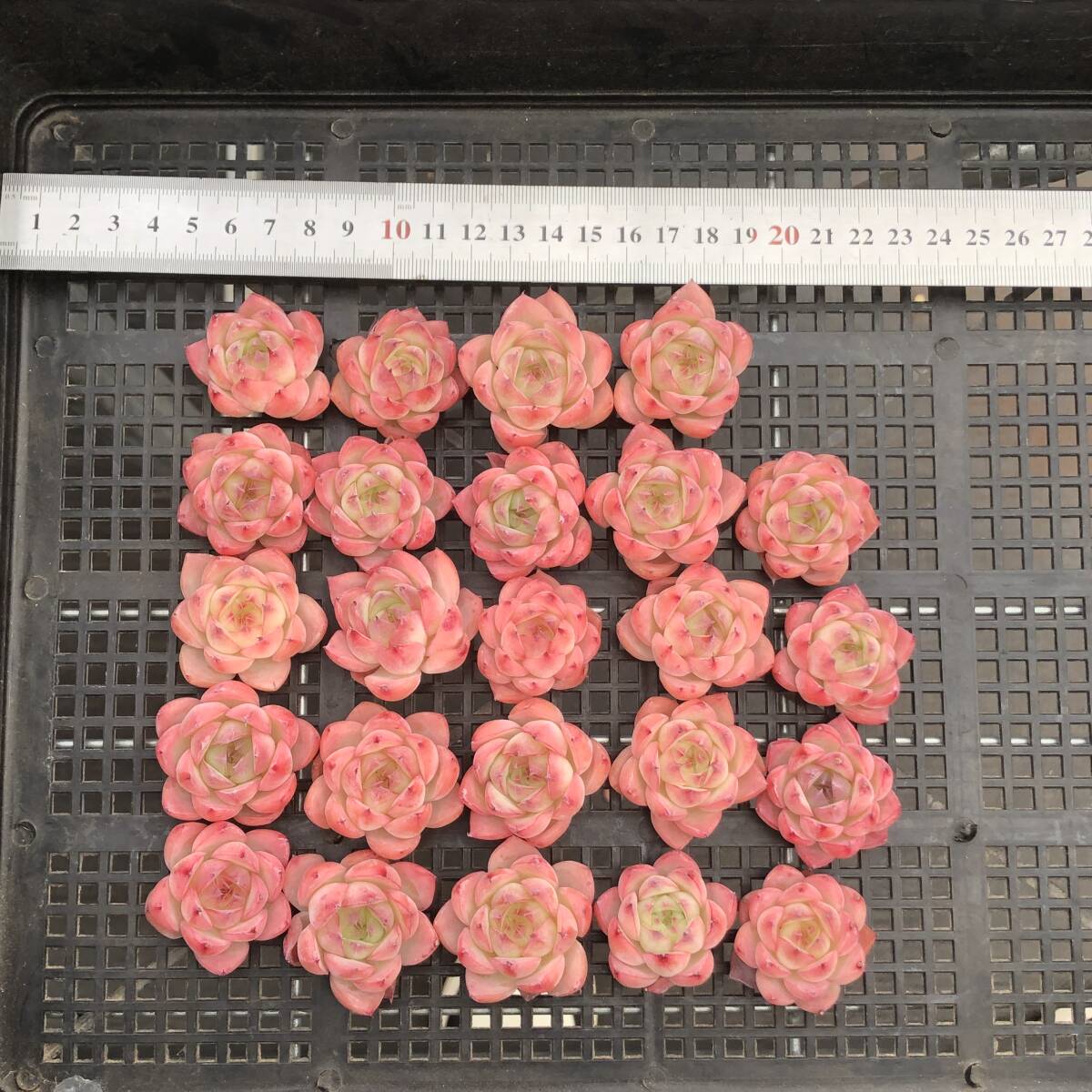 Yahoo!オークション -「16ページ」の落札相場・落札価格