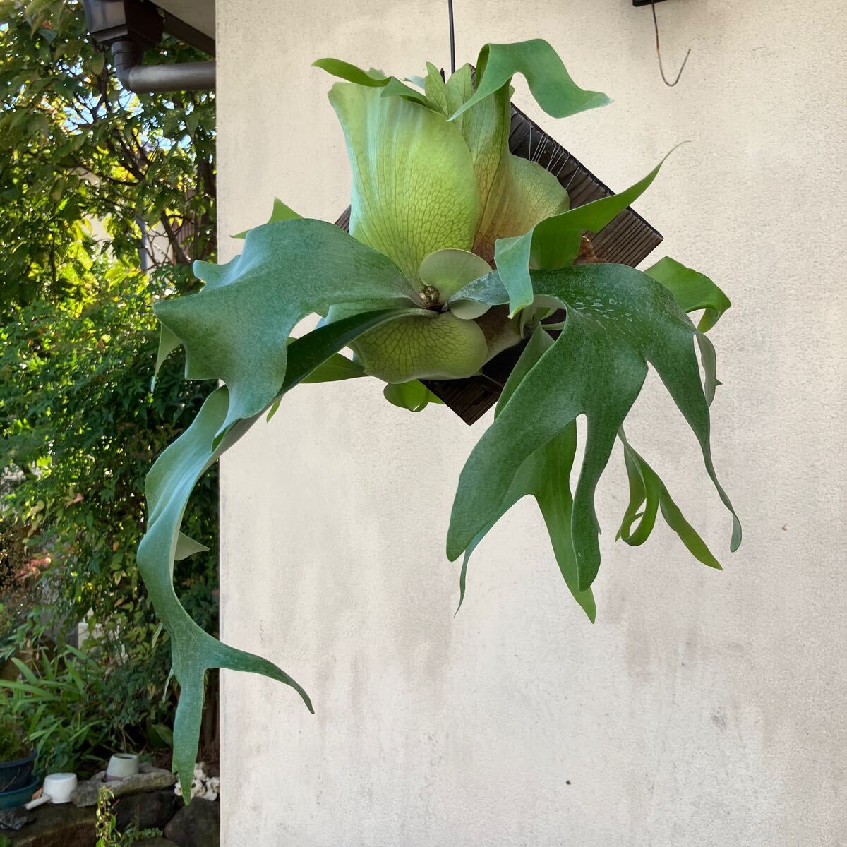 Yahoo!オークション -「子株」(ビカクシダ、コウモリラン) (観葉