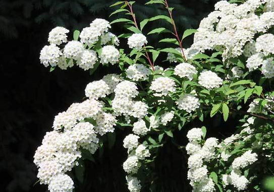 コデマリ【挿し穂】5本