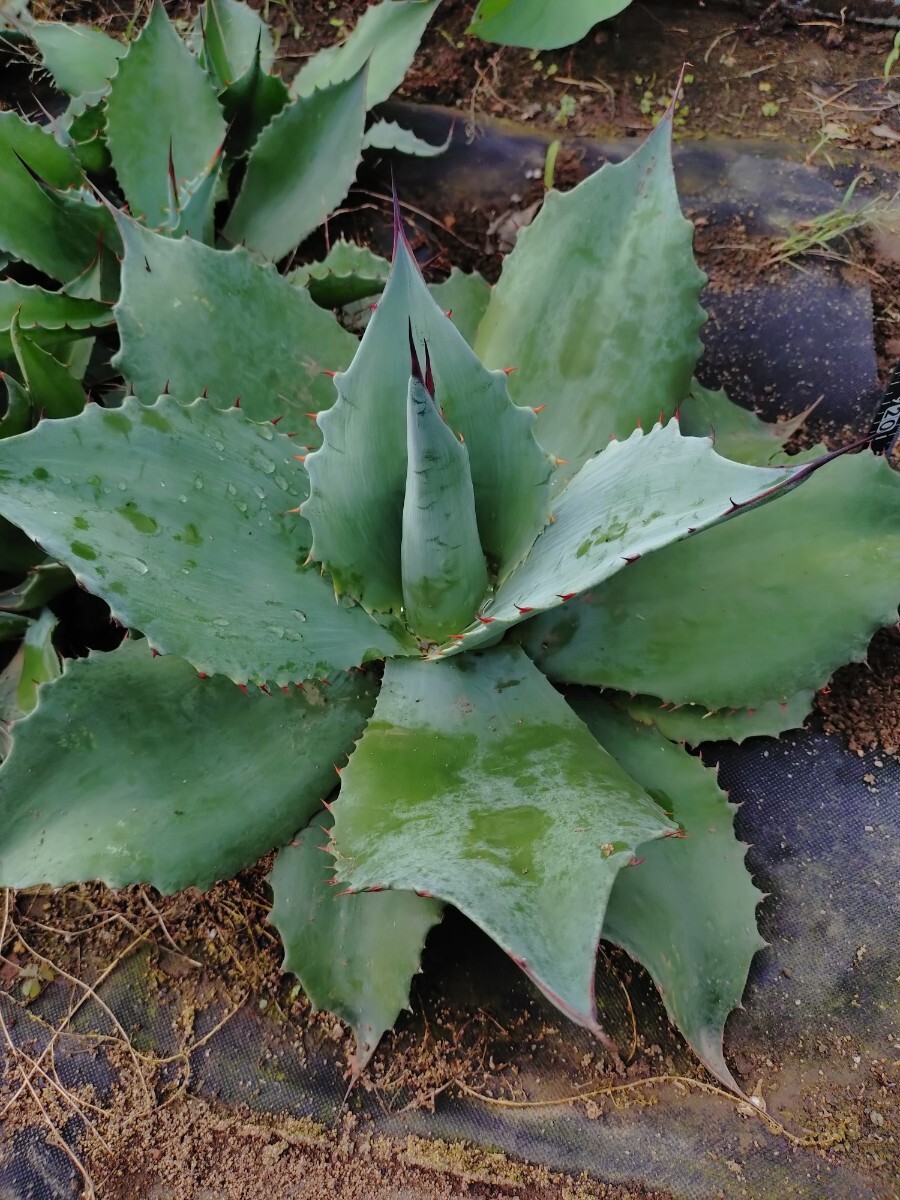 アガベ　オバティ　引取限定 2025年最新】Yahoo!オークション -アガベオバティフォリア