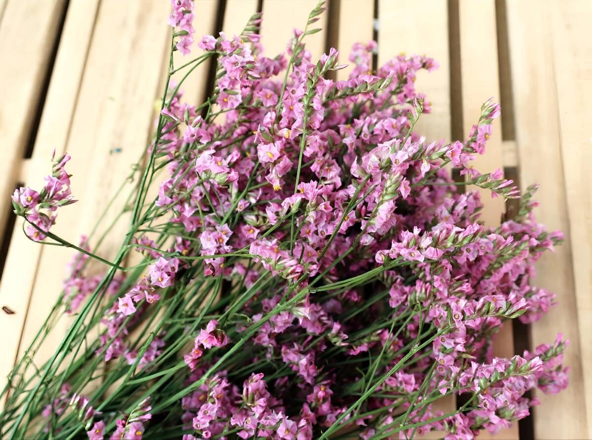 めぐみ工房 北海道ドライフラワー・スーパーレディーピンク大束