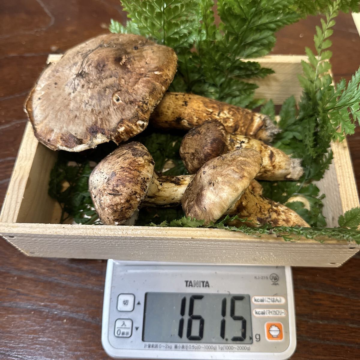 新鮮マツタケ ๑´▽`๑)/♡*｡ ✨『天然マイタケ』来たーー‼️✨ ♪───O