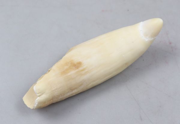鯨/鯨歯/クジラ/歯/牙/263.68g 種類によって特徴は様々？ハクジラの歯 | 札幌駅北口すぐの歯医者