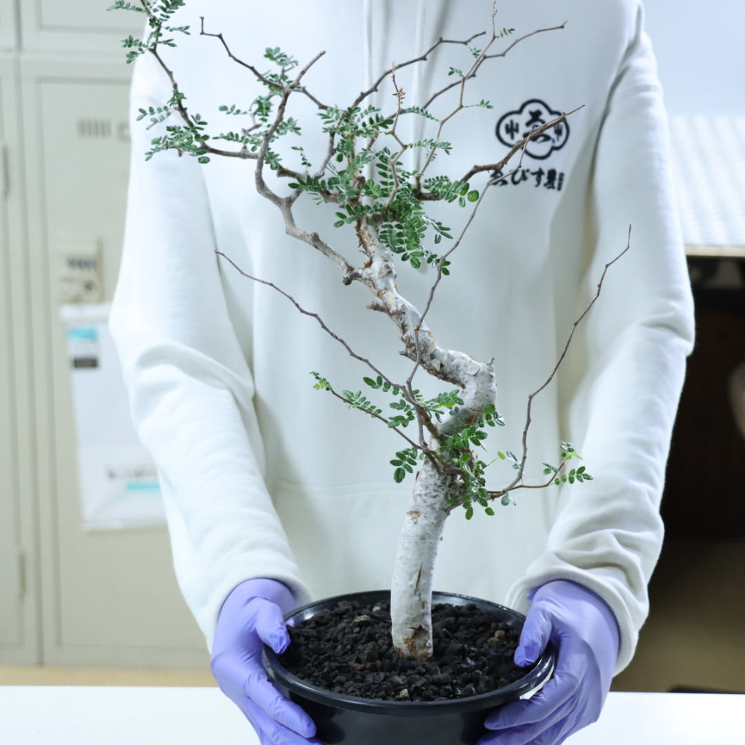 セ516 「現地株」コミフォラ モンストローサ 抜き苗【8/8最新到着