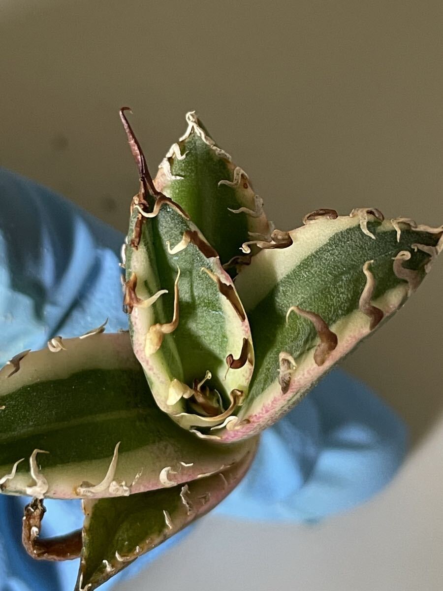 2025年最新】アガベ シーザーの観葉植物商品一覧 - Yahoo