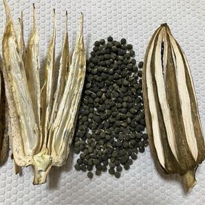 【無農薬栽培オクラ種 30粒】2025年9月採取 ダビデの星