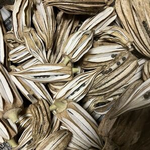 2026年の夏野菜栽培計画に加えてみませんか?多角オクラ(ダビデの星)種 30粒 無農薬