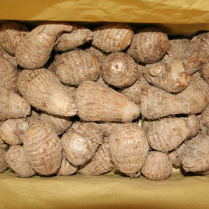 自然栽培 里芋(4kg)★熊本県産★無肥料・無農薬★鹿や猪が現れる環境の良い地で30年以上農薬も肥料も一切使わずに自然と共生する自然農法★