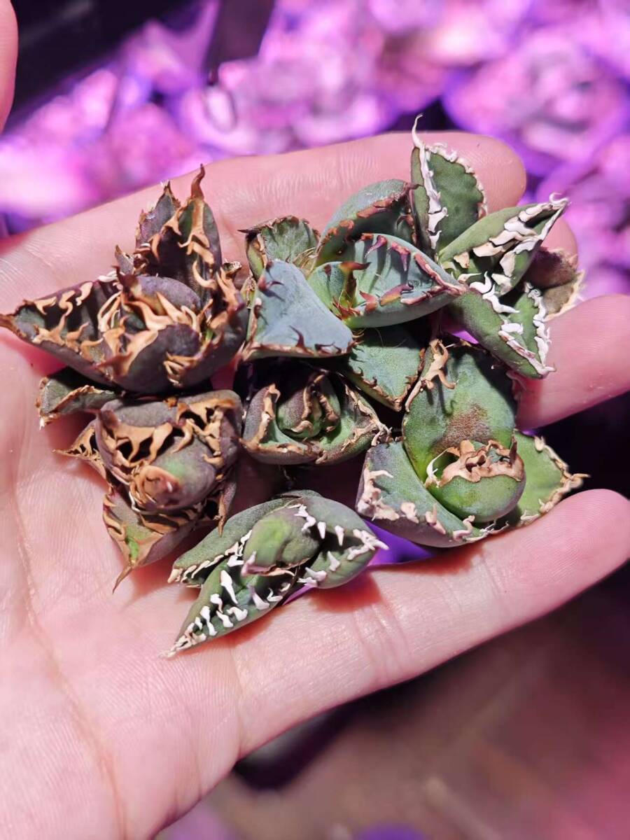 Yahoo!オークション -「黒鯨」(アガベ) (観葉植物)の落札相場
