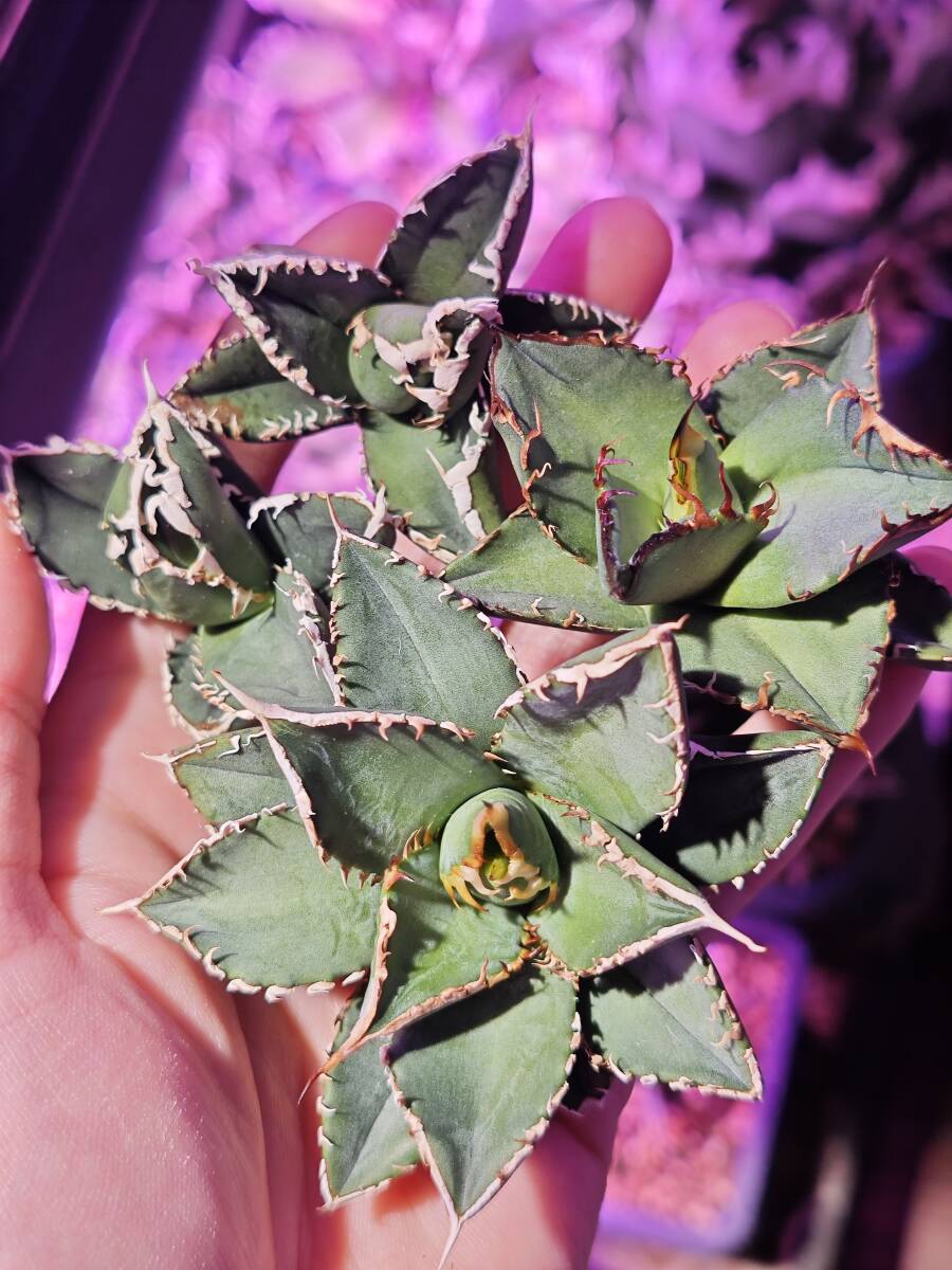 【早いもの勝ち】アガベ　チタノタ実生　特選　強刺　肉厚　将来有望株 アガベ チタノタ 姫巌竜 肉厚 良型 Agave Titanota 'Dwarf