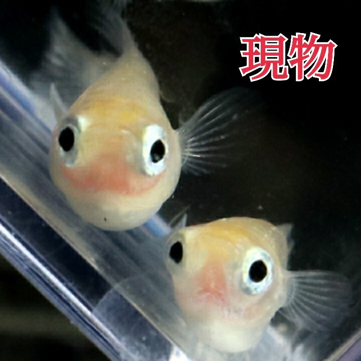 現物出品！　日暮らしメダカ♪ 紅ほっぺメダカ 5ペア　今年春生まれ