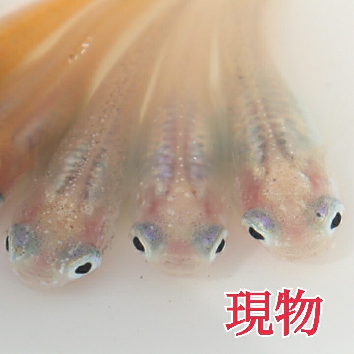 現物出品！　日暮らしメダカ♪ 紅ほっぺメダカ 5ペア　今年春生まれ