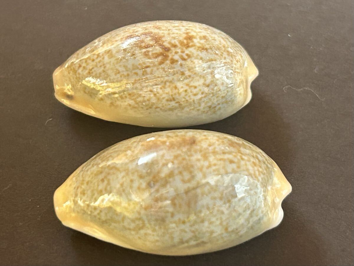 2025年最新】Yahoo!オークション -タカラガイ(アンティーク