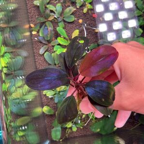 ブセファランドラ ブラッドムーン