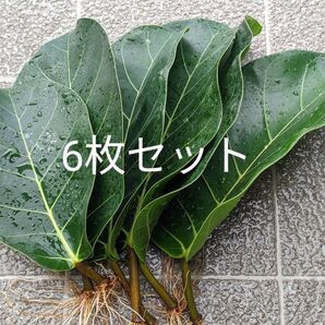 6枚セット 希少 フィカス・アフリカンプリンス
