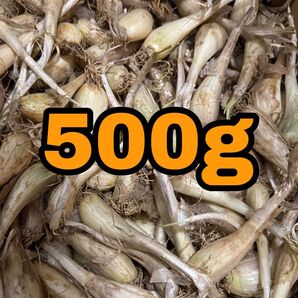 500g らっきょう 種らっきょう らっきょ 球根
