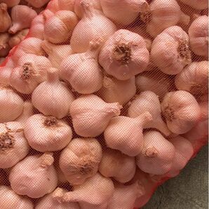 青森にんにく10Kg S