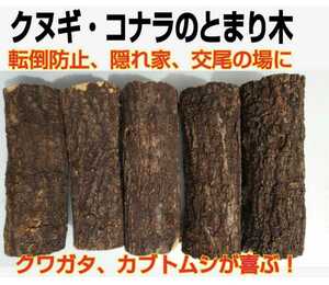 to.. tree 5 pcs set . stag beetle, rhinoceros beetle . most ... konara oak . sawtooth oak, * case inside display . place,.. house, turning-over prevention,. tail. place optimum!!