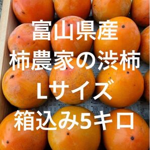 富山県産 柿農家の渋柿 Lサイズ 箱込み5キロ