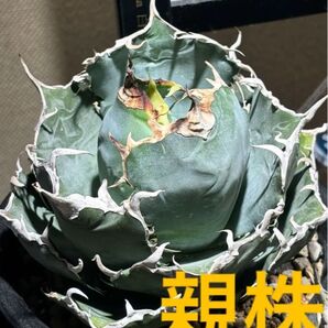 特選!アガベチタノタ白鯨(極上株)S級血統superwhitewhale子株!