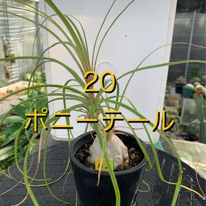 20 ポニーテール 鉢付 Beaucarnea recurvata