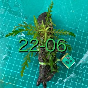 メダカ用ビオトープに♪ いきなり着生ハイグロフィラ・ピンナティフィダ