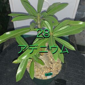 28 アデニウム 作り込み株 鉢付