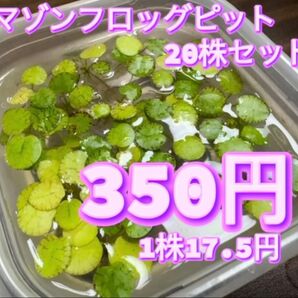 アマゾンフロッグピット 20株