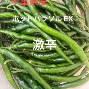 千葉県産 ホットパラソル 唐辛子