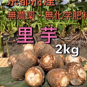 農家直送!里芋2キロ 無農薬無化学肥料栽培
