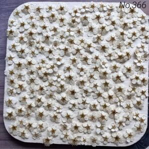 No,366 コデマリ140輪+α ドライフラワー花材