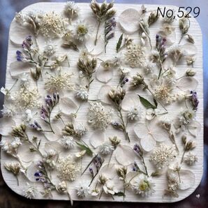 No,529 特小小花ミックス ドライフラワー花材