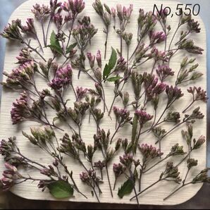 No,550 フジバカマ ドライフラワー花材