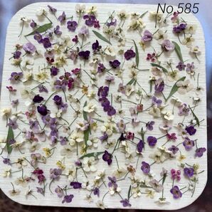 No,585 アリッサム210輪+α ドライフラワー花材