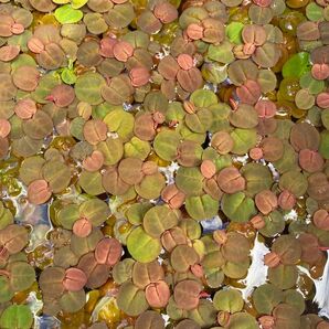 【商品名】フィランサスフルイタンス【数量】30株