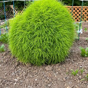 コキア ほうき草 種