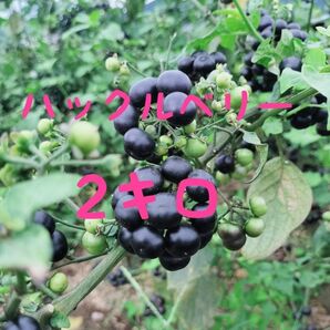 ハックルベリー2キロ