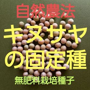 自然農法 キヌサヤの固定種50粒以上