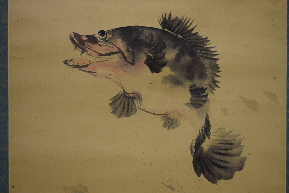 [عمل أصيل] // Komura Ogumo / رسم توضيحي للأسماك / تركيب حريري / صندوق بولونيا متضمن / لفافة معلقة Hotei-ya HH-750, تلوين, اللوحة اليابانية, الزهور والطيور, الطيور والوحوش
