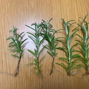 ⑦ ローズマリー 苗 発根 挿木 挿し木 ローズマリー苗木