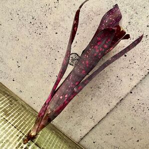 レアです!タンクブロメリア『Black Cherry』