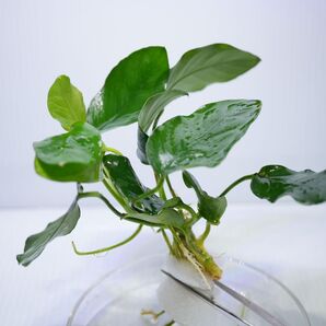 2アヌビアスナナ 現物翌日発送