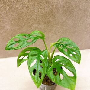 マドカズラ 3号