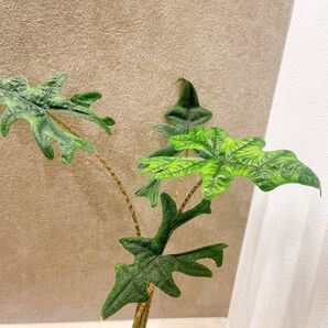 アロカシア ジャックリン 3号