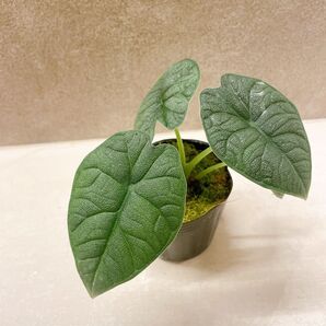 アロカシア メロ 3号