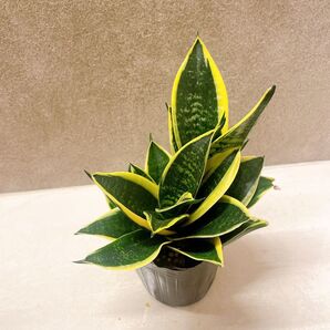 サンスベリア ハニー 3号