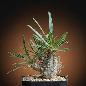 塊根植物 パキポディウム・グラキリス 実生株【丸形良株】育成環境◎