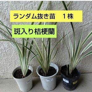 斑入り桔梗蘭(ディアネラ) 1株抜き苗