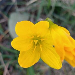 雨に開花する宿根草の種 種販売 宿根草球根 発芽率極めて高い 新鮮な種