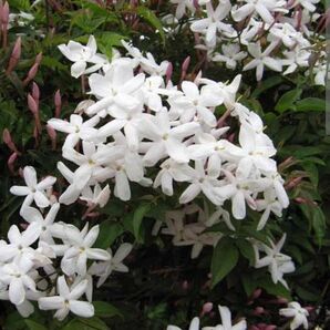 香の良い白花 抜き苗 四季咲きジャスミン常緑多年草 ジャスミン 開花時期は6月〜10まで連続開花